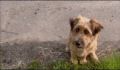 dr dolittle 3-avi_931.jpg